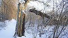 Bild: Baumstumpf im Winter – Klick zum Vergrößern