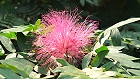 Bild: Blume 52 – Klick zum Vergrößern