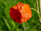 Bild: Blume 61 – Klick zum Vergrößern