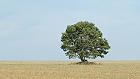 Bild: Einzelner Baum 21 – Klick zum Vergrößern