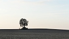 Bild: Einzelner Baum 25 – Klick zum Vergrößern