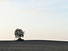 Bild: Einzelner Baum 25 – Klick zum Vergrößern