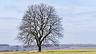 Bild: Einzelner Baum 27 – Klick zum Vergrößern