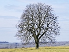 Bild: Einzelner Baum 27 – Klick zum Vergrößern