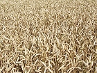 Bild: Getreide 03 – Klick zum Vergrößern