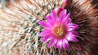 Bild: Kaktus 05 – Klick zum Vergrößern