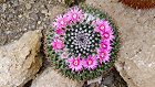 Bild: Kaktus Mammillaria formosana – Klick zum Vergrößern