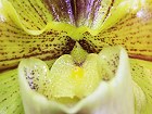 Bild: Orchidee 02 – Klick zum Vergrößern