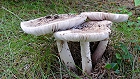 Bild: Pilze 02 – Klick zum Vergrößern