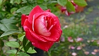 Bild: Rose chartreuse de parme – Klick zum Vergrößern