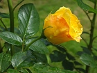 Bild: gelbe Rose 01 – Klick zum Vergrößern