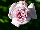 Bild: Rose rosa 05 – Klick zum Vergrößern