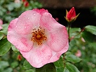 Bild: Rose rosa 12 – Klick zum Vergrößern