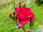 Bild: Rose rot 16 – Klick zum Vergrößern