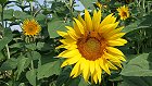 Bild: Sonnenblume 01 – Klick zum Vergrößern