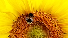 Bild: Sonnenblume 04 mit Hummel – Klick zum Vergrößern