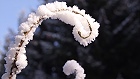 Bild: Winterzweigschnecke 01 – Klick zum Vergrößern