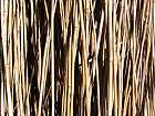 Bild: Bambus – Klick zum Vergrößern
