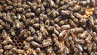 Bild: Bienen mit Wabe – Klick zum Vergrößern